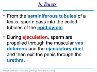 Copyright © 2008 Pearson Education, Inc., publishing as Pearson Benjamin Cummings
b. Ducts
• From the seminiferous tubules of a
testis, sperm pass into the coiled
tubules of the epididymis
• During ejaculation, sperm are
propelled through the muscular vas
deferens and the ejaculatory duct,
and then exit the penis through the
urethra.
 