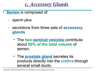Copyright © 2008 Pearson Education, Inc., publishing as Pearson Benjamin Cummings
c. Accessory Glands
• Semen is composed of:
– sperm plus
– secretions from three sets of accessory
glands
• The two seminal vesicles contribute
about 60% of the total volume of
semen.
• The prostate gland secretes its
products directly into the urethra through
several small ducts.
 