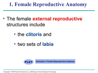 Copyright © 2008 Pearson Education, Inc., publishing as Pearson Benjamin Cummings
1. Female Reproductive Anatomy
• The female external reproductive
structures include
• the clitoris and
• two sets of labia
Animation: Female Reproductive AnatomyAnimation: Female Reproductive Anatomy
 