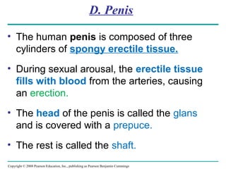 Copyright © 2008 Pearson Education, Inc., publishing as Pearson Benjamin Cummings
D. Penis
• The human penis is composed of three
cylinders of spongy erectile tissue.
• During sexual arousal, the erectile tissue
fills with blood from the arteries, causing
an erection.
• The head of the penis is called the glans
and is covered with a prepuce.
• The rest is called the shaft.
 