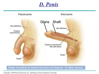 Copyright © 2008 Pearson Education, Inc., publishing as Pearson Benjamin Cummings
D. Penis
Glans Shaft
 