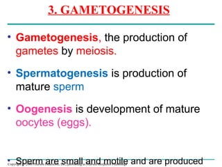 Copyright © 2008 Pearson Education, Inc., publishing as Pearson Benjamin Cummings
3. GAMETOGENESIS
• Gametogenesis, the production of
gametes by meiosis.
• Spermatogenesis is production of
mature sperm
• Oogenesis is development of mature
oocytes (eggs).
• Sperm are small and motile and are produced
 