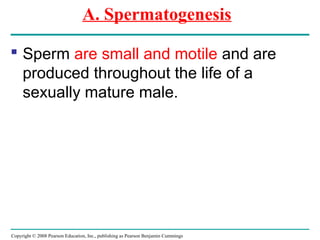 Copyright © 2008 Pearson Education, Inc., publishing as Pearson Benjamin Cummings
A. Spermatogenesis
 Sperm are small and motile and are
produced throughout the life of a
sexually mature male.
 