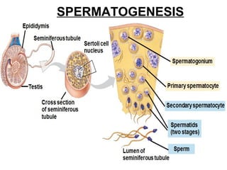 Epididymis
Seminiferous tubule
Sertoli cell
nucleus
Testis
Cross section
of seminiferous
tubule
Spermatogonium
Primary spermatocyte
Secondary spermatocyte
Spermatids
(two stages)
SpermLumen of
seminiferous tubule
SPERMATOGENESIS
 