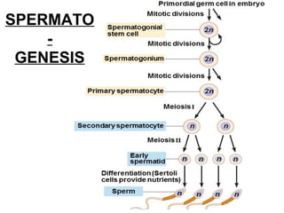 Primordial germ cell in embryo
Mitotic divisions
Spermatogonial
stem cell
Mitotic divisions
Spermatogonium
Mitotic divisions
Primary spermatocyte
Meiosis I
Secondary spermatocyte
Meiosis II
Early
spermatid
Differentiation (Sertoli
cells provide nutrients)
Sperm
2n
2n
2n
n n
n n n n
n n n n
SPERMATO
-
GENESIS
 