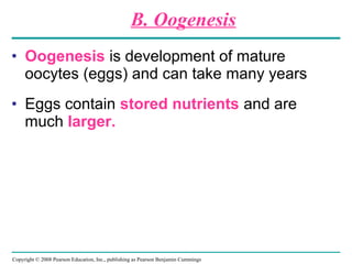 Copyright © 2008 Pearson Education, Inc., publishing as Pearson Benjamin Cummings
• Oogenesis is development of mature
oocytes (eggs) and can take many years
• Eggs contain stored nutrients and are
much larger.
B. Oogenesis
 