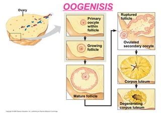 Ovary
Primary
oocyte
within
follicle
Ruptured
follicle
Growing
follicle
Mature follicle
Ovulated
secondary oocyte
Corpus luteum
Degenerating
corpus luteum
OOGENISIS
 