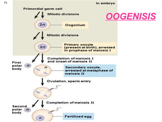 Fig. 46-12g
Primordial germ cell
Mitotic divisions
Oogonium
Mitotic divisions
Primary oocyte
(present at birth), arrested
in prophase of meiosis I
Completion of meiosis I
and onset of meiosis II
Secondary oocyte,
arrested at metaphase of
meiosis II
First
polar
body
Ovulation, sperm entry
Completion of meiosis II
Second
polar
body
Fertilized egg
2n
2n
n
n
n
n
In embryo
OOGENISIS
 