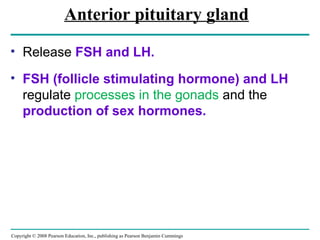 Copyright © 2008 Pearson Education, Inc., publishing as Pearson Benjamin Cummings
Anterior pituitary gland
• Release FSH and LH.
• FSH (follicle stimulating hormone) and LH
regulate processes in the gonads and the
production of sex hormones.
 
