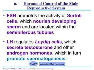 Copyright © 2008 Pearson Education, Inc., publishing as Pearson Benjamin Cummings
a. Hormonal Control of the Male
Reproductive System
• FSH promotes the activity of Sertoli
cells, which nourish developing
sperm and are located within the
seminiferous tubules
• LH regulates Leydig cells, which
secrete testosterone and other
androgen hormones, which in turn
promote spermatogenesis.
Animation: Male HormonesAnimation: Male Hormones
 