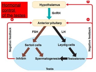 Hypothalamus
GnRH
FSH
Anterior pituitary
Sertoli cells Leydig cells
Inhibin Spermatogenesis Testosterone
Testis
LH
Negativefeedback
Negativefeedback
– –
–
Hormonal
control
of the testes
 