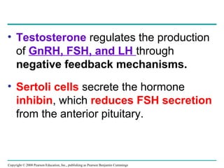 Copyright © 2008 Pearson Education, Inc., publishing as Pearson Benjamin Cummings
• Testosterone regulates the production
of GnRH, FSH, and LH through
negative feedback mechanisms.
• Sertoli cells secrete the hormone
inhibin, which reduces FSH secretion
from the anterior pituitary.
 