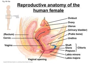 Fig. 46-10a
(Rectum)
Cervix
Vagina
Vaginal opening
Oviduct
Ovary
Uterus
(Urinary bladder)
(Pubic bone)
Urethra
Clitoris
Shaft
Glans
Prepuce
Labia minora
Labia majora
Reproductive anatomy of the
human female
 