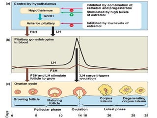 Control by hypothalamus Inhibited by combination of
estradiol and progesterone
Stimulated by high levels
of estradiol
Inhibited by low levels of
estradiol
Hypothalamus
GnRH
Anterior pituitary
FSH LH
Pituitary gonadotropins
in blood
LH
FSH
FSH and LH stimulate
follicle to grow
LH surge triggers
ovulation
Ovarian cycle
Growing follicle Maturing
follicle
Corpus
luteum
Degenerating
corpus luteum
Follicular phase Ovulation Luteal phase
(a)
(b)
(c)
Days
0 5 10 14 15 20 25 28
| | | | | | | |
–
–
+
 