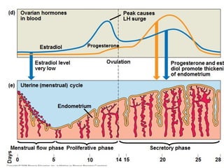 Ovarian hormones
in blood
Peak causes
LH surge
Estradiol level
very low
Estradiol Progesterone
Ovulation Progesterone and estra-
diol promote thickening
of endometrium
Uterine (menstrual) cycle
Endometrium
0 5 10 14 20 25 28
| | | | | | | |
Days
15
Menstrual flow phase Proliferative phase Secretory phase
(d)
(e)
 