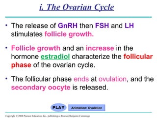 Copyright © 2008 Pearson Education, Inc., publishing as Pearson Benjamin Cummings
i. The Ovarian Cycle
• The release of GnRH then FSH and LH
stimulates follicle growth.
• Follicle growth and an increase in the
hormone estradiol characterize the follicular
phase of the ovarian cycle.
• The follicular phase ends at ovulation, and the
secondary oocyte is released.
Animation: OvulationAnimation: Ovulation
 
