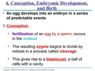 Copyright © 2008 Pearson Education, Inc., publishing as Pearson Benjamin Cummings
6. Conception, Embryonic Development,
and Birth
• An egg develops into an embryo in a series
of predictable events
1.Conception
• fertilization of an egg by a sperm, occurs
in the oviduct
• The resulting zygote begins to divide by
mitosis in a process called cleavage.
• This gives rise to a blastocyst, a ball of
cells with a cavity.
 