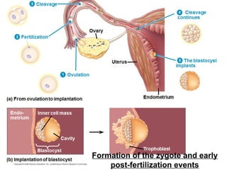 Ovary
Uterus
Endometrium(a) From ovulation to implantation
(b) Implantation of blastocyst
Cleavage
Fertilization
Ovulation
Cleavage
continues
The blastocyst
implants
Trophoblast
Inner cell mass
Cavity
Blastocyst
Endo-
metrium
1
2
3
4
5
Formation of the zygote and early
post-fertilization events
 