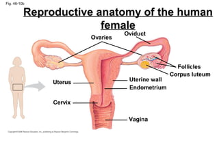 Fig. 46-10b
Ovaries
Oviduct
Follicles
Corpus luteum
Uterine wallUterus
Cervix
Endometrium
Vagina
Reproductive anatomy of the human
female
 