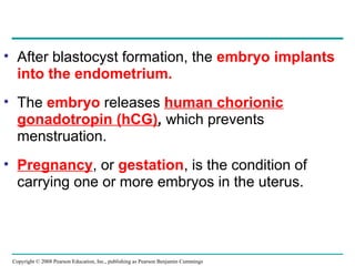 Copyright © 2008 Pearson Education, Inc., publishing as Pearson Benjamin Cummings
• After blastocyst formation, the embryo implants
into the endometrium.
• The embryo releases human chorionic
gonadotropin (hCG), which prevents
menstruation.
• Pregnancy, or gestation, is the condition of
carrying one or more embryos in the uterus.
 