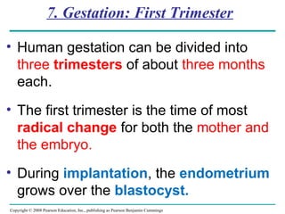 Copyright © 2008 Pearson Education, Inc., publishing as Pearson Benjamin Cummings
7. Gestation: First Trimester
• Human gestation can be divided into
three trimesters of about three months
each.
• The first trimester is the time of most
radical change for both the mother and
the embryo.
• During implantation, the endometrium
grows over the blastocyst.
 