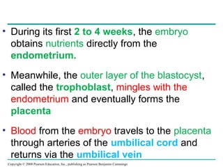 Copyright © 2008 Pearson Education, Inc., publishing as Pearson Benjamin Cummings
• During its first 2 to 4 weeks, the embryo
obtains nutrients directly from the
endometrium.
• Meanwhile, the outer layer of the blastocyst,
called the trophoblast, mingles with the
endometrium and eventually forms the
placenta
• Blood from the embryo travels to the placenta
through arteries of the umbilical cord and
returns via the umbilical vein
 