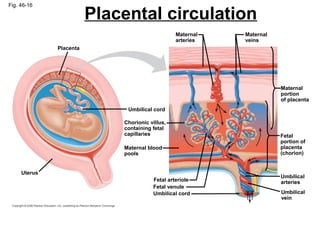 Fig. 46-16
Placenta
Uterus
Umbilical cord
Chorionic villus,
containing fetal
capillaries
Maternal blood
pools
Maternal
arteries
Maternal
veins
Maternal
portion
of placenta
Fetal arteriole
Fetal venule
Umbilical cord
Fetal
portion of
placenta
(chorion)
Umbilical
arteries
Umbilical
vein
Placental circulation
 
