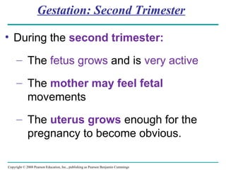 Copyright © 2008 Pearson Education, Inc., publishing as Pearson Benjamin Cummings
Gestation: Second Trimester
• During the second trimester:
– The fetus grows and is very active
– The mother may feel fetal
movements
– The uterus grows enough for the
pregnancy to become obvious.
 