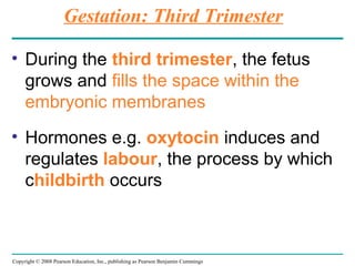 Copyright © 2008 Pearson Education, Inc., publishing as Pearson Benjamin Cummings
Gestation: Third Trimester
• During the third trimester, the fetus
grows and fills the space within the
embryonic membranes
• Hormones e.g. oxytocin induces and
regulates labour, the process by which
childbirth occurs
 