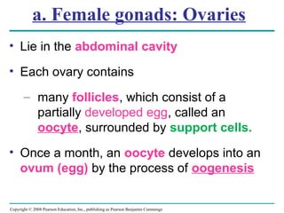 Copyright © 2008 Pearson Education, Inc., publishing as Pearson Benjamin Cummings
a. Female gonads: Ovaries
• Lie in the abdominal cavity
• Each ovary contains
– many follicles, which consist of a
partially developed egg, called an
oocyte, surrounded by support cells.
• Once a month, an oocyte develops into an
ovum (egg) by the process of oogenesis
 