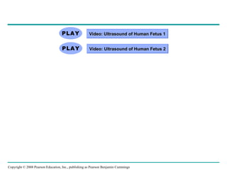 Copyright © 2008 Pearson Education, Inc., publishing as Pearson Benjamin Cummings
Video: Ultrasound of Human Fetus 1Video: Ultrasound of Human Fetus 1
Video: Ultrasound of Human Fetus 2Video: Ultrasound of Human Fetus 2
 
