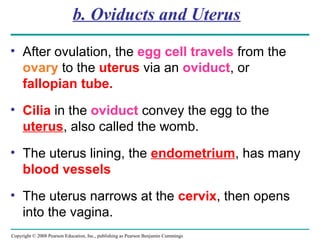 Copyright © 2008 Pearson Education, Inc., publishing as Pearson Benjamin Cummings
b. Oviducts and Uterus
• After ovulation, the egg cell travels from the
ovary to the uterus via an oviduct, or
fallopian tube.
• Cilia in the oviduct convey the egg to the
uterus, also called the womb.
• The uterus lining, the endometrium, has many
blood vessels
• The uterus narrows at the cervix, then opens
into the vagina.
 