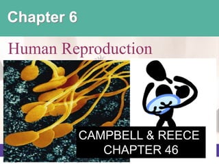 Copyright © 2008 Pearson Education, Inc., publishing as Pearson Benjamin Cummings
PowerPoint® Lecture Presentations for
Biology
Eighth Edition
Neil Campbell and Jane Reece
Lectures by Chris Romero, updated by Erin Barley with contributions from Joan Sharp
Chapter 6
Human Reproduction
CAMPBELL & REECE
CHAPTER 46
 
