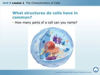 Unit 6 Lesson 1 Parts and Functions of Cells | PPT
