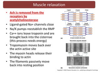 Unit 6 muscular system | PPT