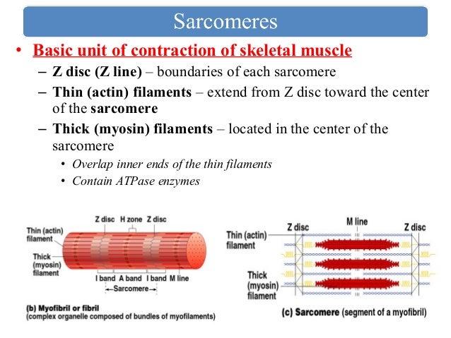 Unit 6 muscular system