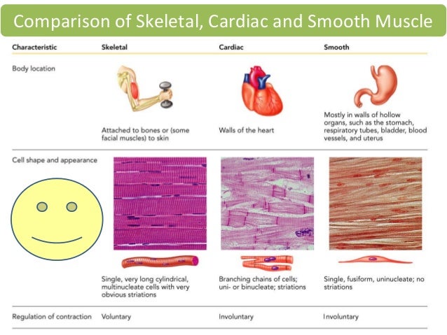 Skeletal Cardiac And Smooth Muscle Chart