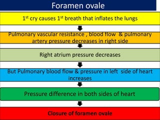 Foramen ovale
1st cry causes 1st breath that inflates the lungs
Pulmonary vascular resistance , blood flow & pulmonary
artery pressure decreases in right side
Right atrium pressure decreases
But Pulmonary blood flow & pressure in left side of heart
increases
Pressure difference in both sides of heart
Closure of foramen ovale
 