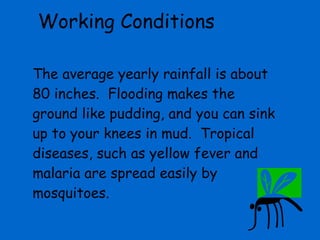 Working Conditions The average yearly rainfall is about 80 inches.  Flooding makes the ground like pudding, and you can sink up to your knees in mud.  Tropical diseases, such as yellow fever and malaria are spread easily by mosquitoes. 