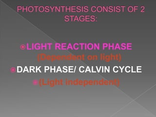  LIGHT   REACTION PHASE
      (Dependent on light)
 DARK PHASE/ CALVIN CYCLE
      (Light independent)
 