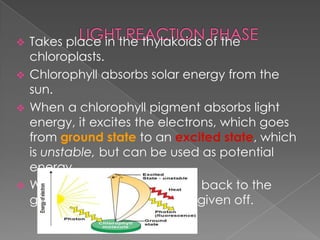 Takes place in the thylakoids of the
  chloroplasts.
 Chlorophyll absorbs solar energy from the
  sun.
 When a chlorophyll pigment absorbs light
  energy, it excites the electrons, which goes
  from ground state to an excited state, which
  is unstable, but can be used as potential
  energy.
 When unused excited e- fall back to the
  ground state, and heat are given off.
 