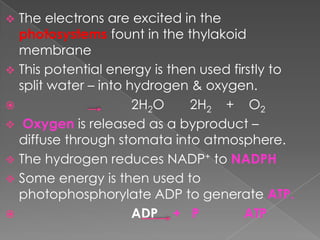  The electrons are excited in the
  photosystems fount in the thylakoid
  membrane
 This potential energy is then used firstly to
  split water – into hydrogen & oxygen.
                     2H2O    2H2 + O2
 Oxygen is released as a byproduct –
  diffuse through stomata into atmosphere.
 The hydrogen reduces NADP+ to NADPH
 Some energy is then used to
  photophosphorylate ADP to generate ATP.
                     ADP + P           ATP
 