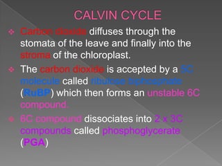    Carbon dioxide diffuses through the
    stomata of the leave and finally into the
    stroma of the chloroplast.
   The carbon dioxide is accepted by a 5C
    molecule called ribulose biphosphate
    (RuBP) which then forms an unstable 6C
    compound.
   6C compound dissociates into 2 x 3C
    compounds called phosphoglycerate
    (PGA)
 