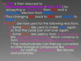  PGA is then reduced to
 phosphoglyceraldehyde (PGAL/ G3P) by
 accepting a phosphate from ATP and a
 hydrogen electron from NADPH.
Thus changing ATP back to ADP and NADPH to
 NADP.
 PGAL are now used for the following reactions:
    Some PGAL are used to make RuBP again,
     so that the cycle can start over again.
    Some PGAL are used to form hexose sugars
     like glucose and fructose. Which combine to
     form disaccharides and polysaccharides.
    * The carbohydrates can then be converted
     to other biological compounds like proteins
     or fats by adding mineral salts like nitrates
     and phoshates.
 