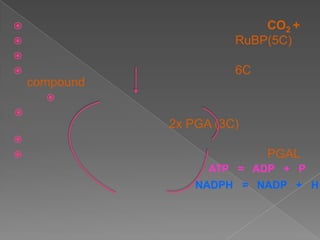                             CO2 +
                        RuBP(5C)

                        6C
    compound
      

               2x PGA (3C)

                             PGAL
                     ATP = ADP + P
                   NADPH = NADP + H
 