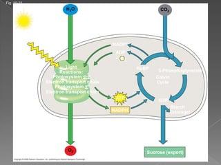 Fig. 10-21
                              H2O                                  CO2




        Light
                                                  NADP+
                                                   ADP
                                                   + P
                                                       i
                            Light                          RuBP
                         Reactions:                                3-Phosphoglycerate
                      Photosystem II                              Calvin
                   Electron transport chain                       Cycle
                       Photosystem I
                   Electron transport chain
                                                   ATP             G3P
                                                                         Starch
                                              NADPH                      (storage)

                Chloroplast




                              O2                              Sucrose (export)
                                              .
 