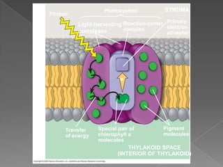 Photosystem           STROMA
                     Photon
                                                              Primary
                              Light-harvesting Reaction-center electron
                              complexes        complex
                                                               acceptor
Thylakoid membrane




                                               e–




                          Transfer    Special pair of        Pigment
                          of energy   chlorophyll a          molecules
                                      molecules
                                                  THYLAKOID SPACE
                                              (INTERIOR OF THYLAKOID)
 