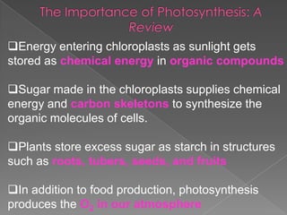 Energy entering chloroplasts as sunlight gets
stored as chemical energy in organic compounds

Sugar made in the chloroplasts supplies chemical
energy and carbon skeletons to synthesize the
organic molecules of cells.

Plants store excess sugar as starch in structures
such as roots, tubers, seeds, and fruits

In addition to food production, photosynthesis
produces the O2 in our atmosphere
 