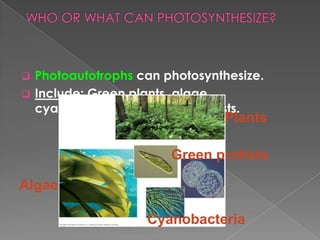  Photoautotrophs can photosynthesize.
 Include: Green plants, algae,
  cyanobacteria and green protists.
                               Plants

                       Green protists

Algae

                   Cyanobacteria
 