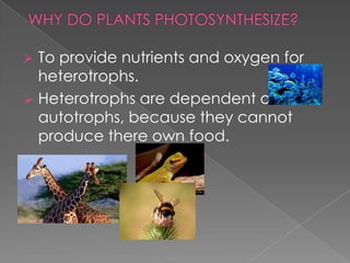    To provide nutrients and oxygen for
    heterotrophs.
   Heterotrophs are dependent on
    autotrophs, because they cannot
    produce there own food.
 